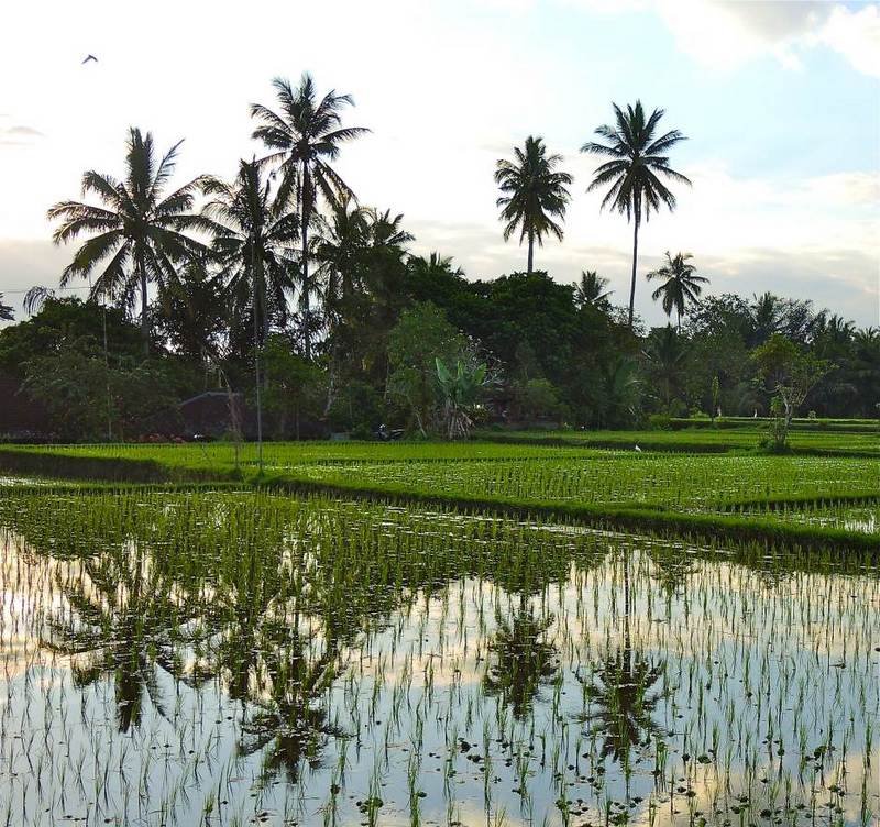 10 ubud activity 02 10 ubud activity 02